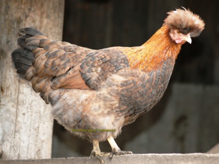 Русская хохлатая.